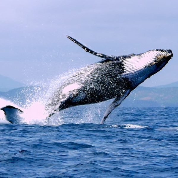 Sortie baleine (Août - Octobre)