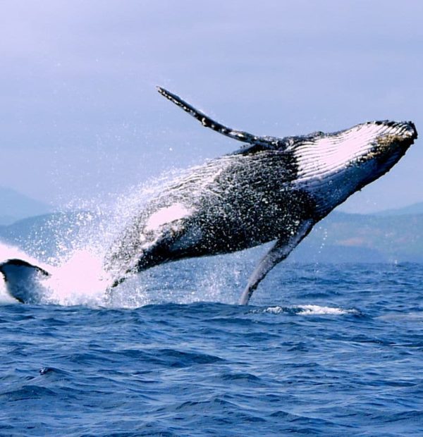 Sortie baleine (Août - Octobre)