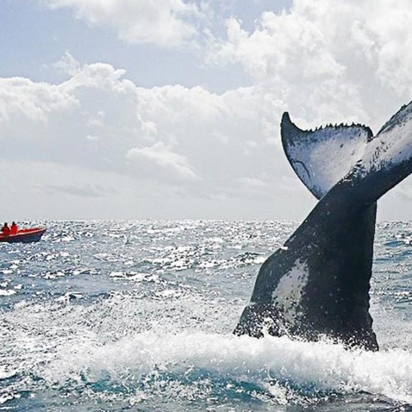 Sortie Requin-Baleine (Octobre - Décembre)