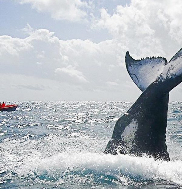 Sortie Requin-Baleine (Octobre - Décembre)