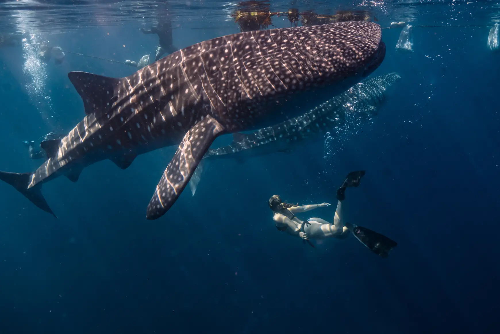 Sortie Requin Baleine